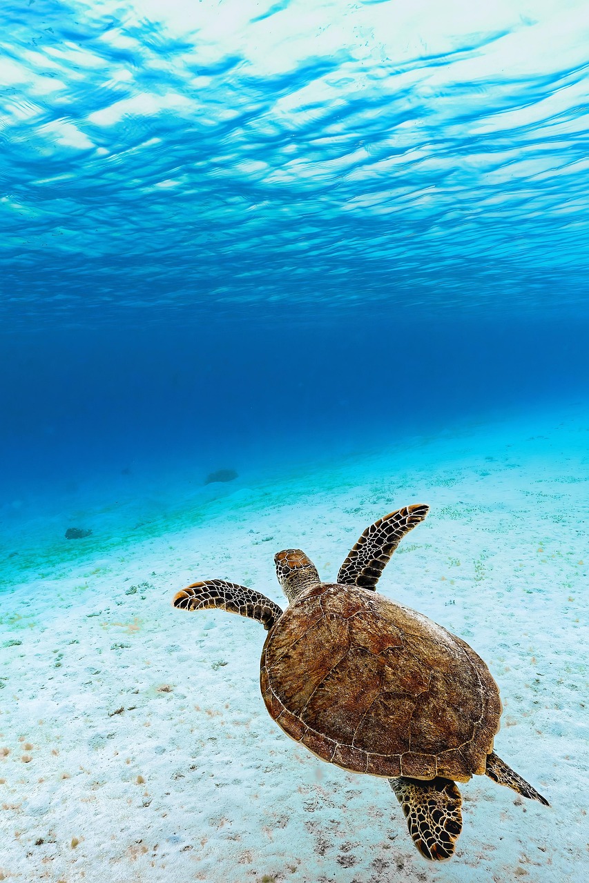 https://www.dilekyilmaz.com/wp-content/uploads/2025/08/green-sea-turtle.jpg